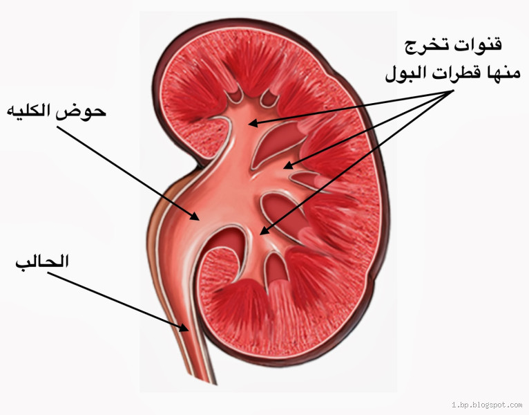 هل حبس البول يؤثر على المثانة؟ الحقيقة المدهشة التي لا تعرفها