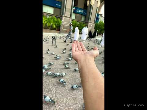 الحمام في التعاليم الإسلامية: محرم؟ نظيف وخاص!