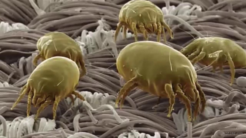 هل الحشرات تنجس الملابس؟ وما هي الطريقة الصحيحة للتعامل معها؟