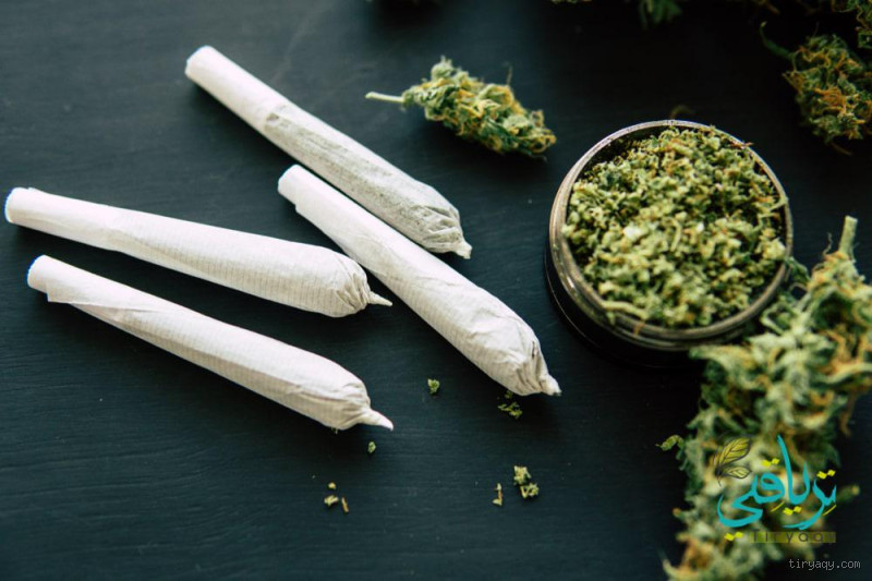 هل الماريجوانا حلال أم حرام؟ قصة نقاش لم يُحسم بعد