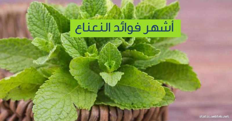 هل النعناع مفيد للبنكرياس؟ تعرف على الفوائد المدهشة