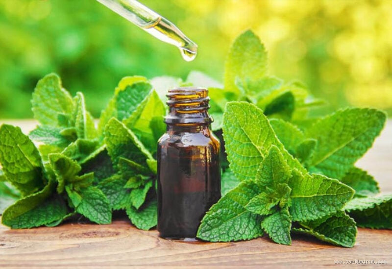 هل النعناع ينعم الصوت؟ اكتشف الحقيقة المدهشة!