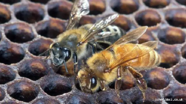 النحل الأسود: هل يشكل خطرًا على صحتنا؟