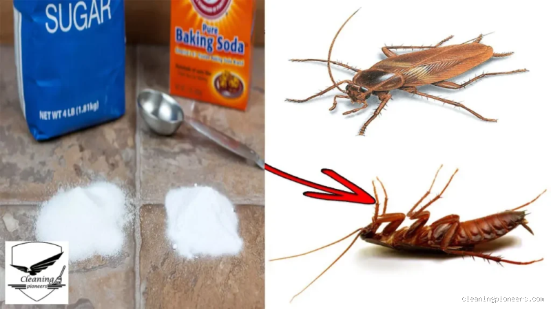 هل الصراصير تاكل السكر؟ اكتشف الحقيقة وراء هذا السؤال المزعج