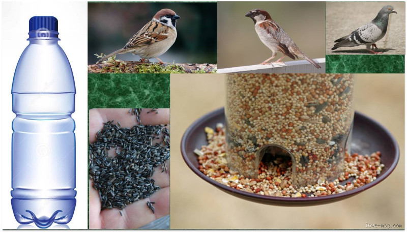 هل تأكل العصافير الشعير؟ اكتشف الحقيقة المفاجئة!