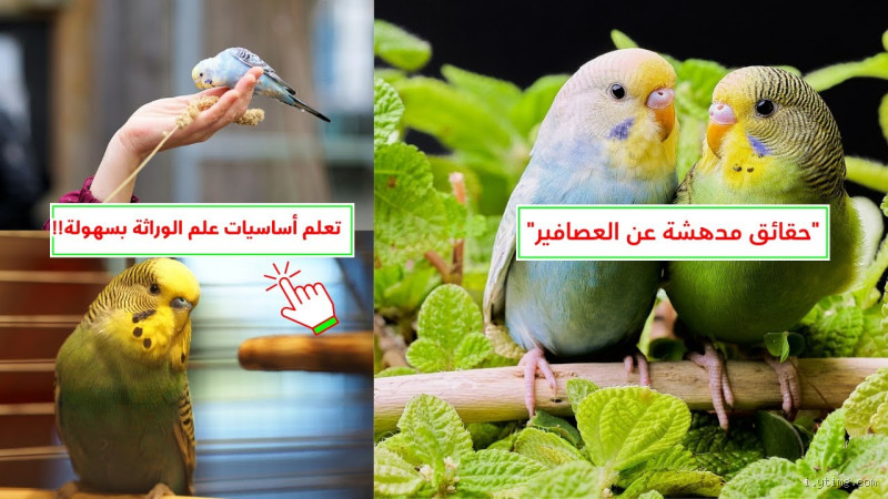 هل ترضع العصافير؟ اكتشف الإجابة المدهشة!