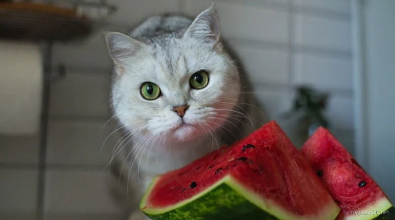 هل تستطيع القطط أكل البطيخ؟ الحقيقة التي يجب أن تعرفها