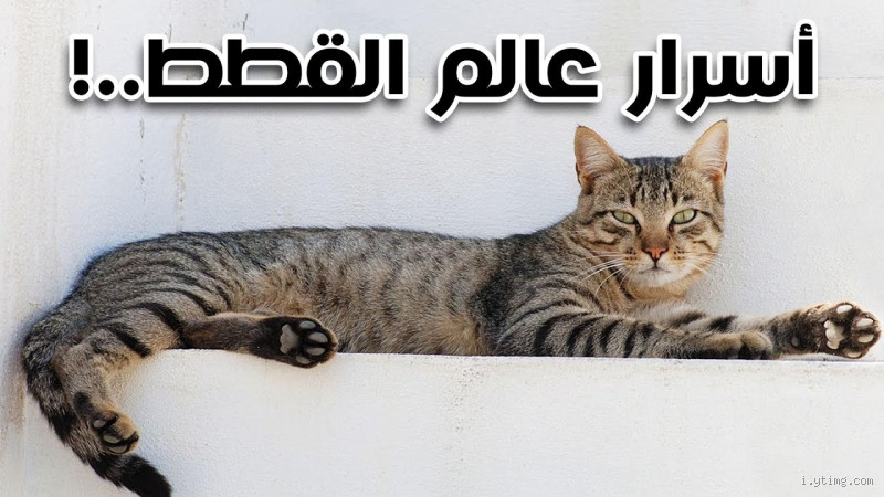 هل يبطل الوضوء إذا لمست فضلات القطط؟ الإجابة الدقيقة