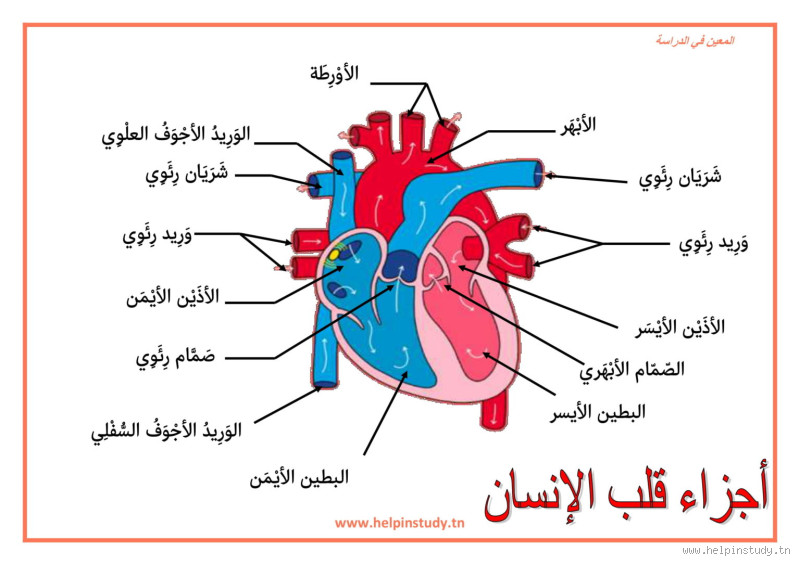 كيف تتنسق غرف القلب لإبقاء تدفق الدم منظمًا؟