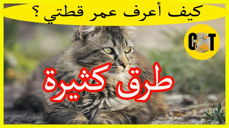 كم عمر قطط الشوارع؟ تعرف على أسرار حياة القطط في الشوارع