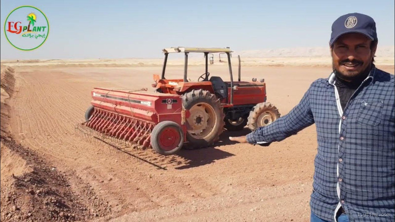 كم يبلغ إنتاجية البرسيم في السودان ضمن عوامل مثل التربة والمناخ وأساليب الري؟