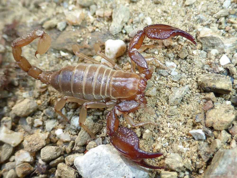 كم سعر سم العقرب في السعودية؟ كل ما يجب أن تعرفه عن هذا السم الثمين