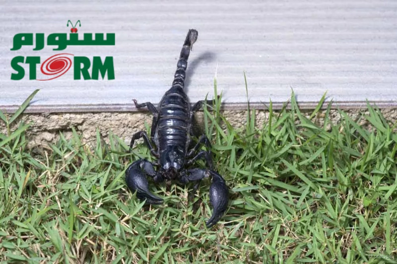 كثرة العقارب في البيت على ماذا تدل؟ تعرف على الأسباب والعلاج