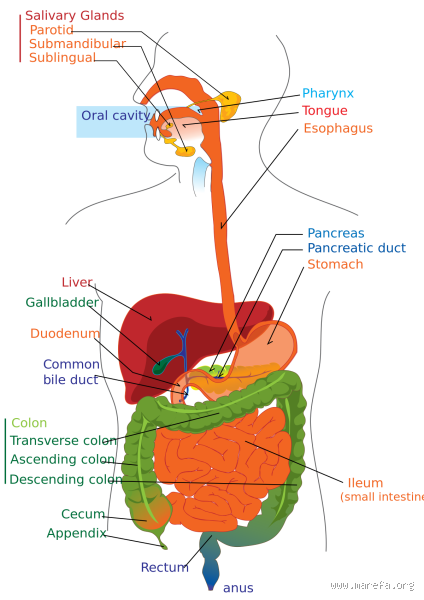 كيف أعرف أن الجهاز الهضمي سليم؟ اكتشف العلامات التي يجب أن تنتبه لها