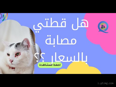 كيف تعرف أن القطة مصابة بالسعار؟ علامات خطيرة لا يجب تجاهلها