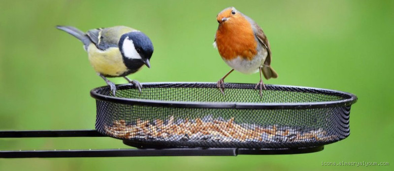 كيف تجذب العصافير الى الطعام؟ نصائح فعالة لجذب العصافير