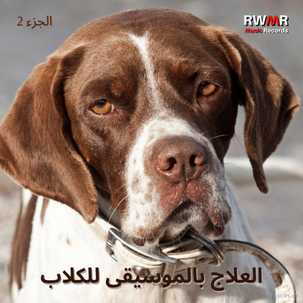 كيف تسكت الكلاب؟ طرق فعالة لتهدئة الكلاب المزعجة