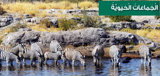 كيف تتوزع الجماعات الحيوية في البيئة؟ اكتشف الإجابة الآن