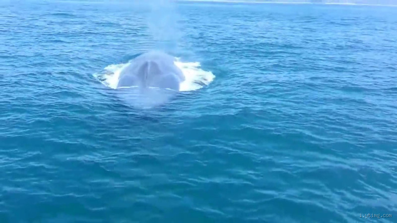 على ماذا يدل صراخ الحوت الأزرق؟ أسرار مذهلة تحت الأعماق