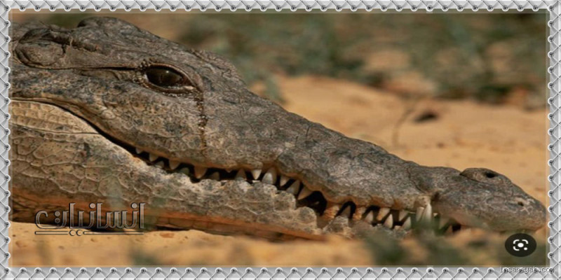 ما السبب وراء دموع التمساح: حل للأسطورة؟ - فهم الظاهرة البيولوجية