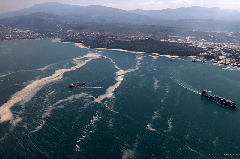 لماذا حرم المحار في تركيا؟ فهم الأسباب وراء الحظر