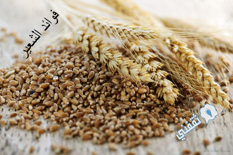 لماذا الشعير أفضل من القمح؟ اكتشف الفوائد المدهشة