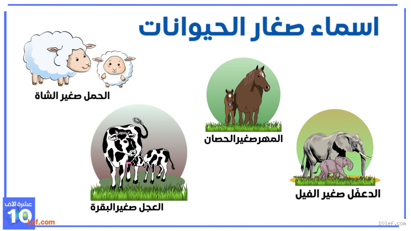 ما هو الحيوان الذي يستمر في النمو حتى الموت؟