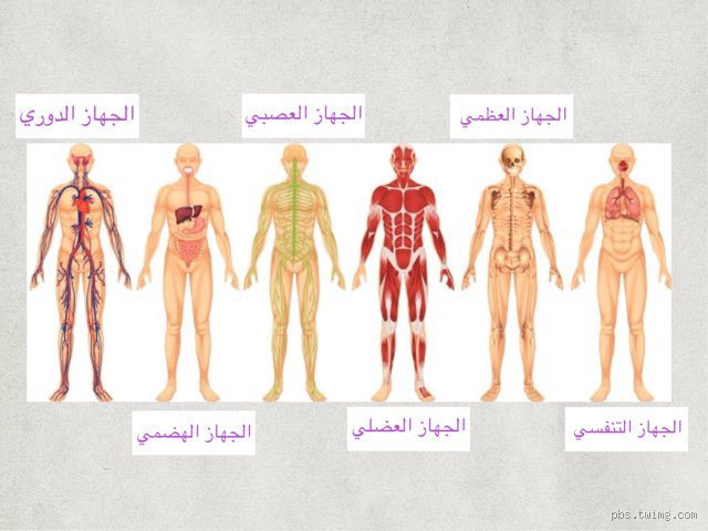 ما هو الشيء الذي ينشط الجسم؟