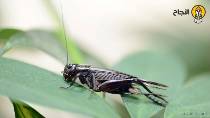 ما هو اسم صرصور الليل؟ وهل فعلاً يسبب القلق؟