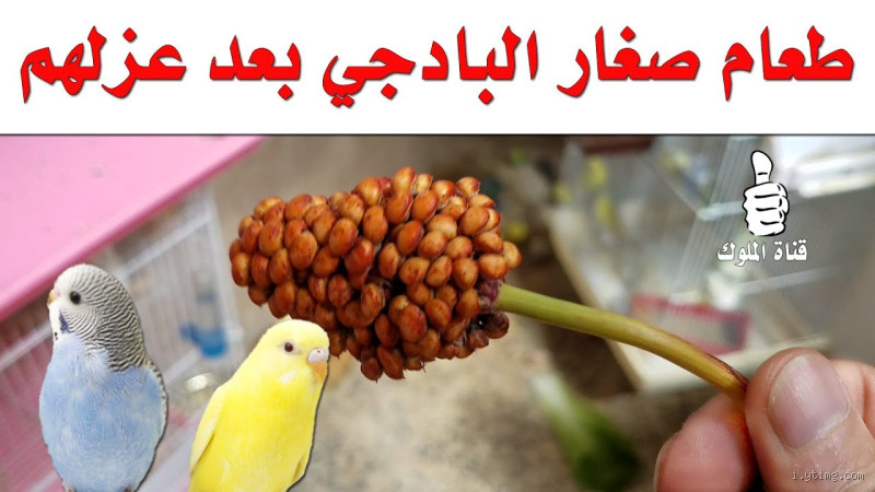 ما هو طعام صغار البادجي؟ دليلك الكامل لتغذية الفراخ الصغيرة