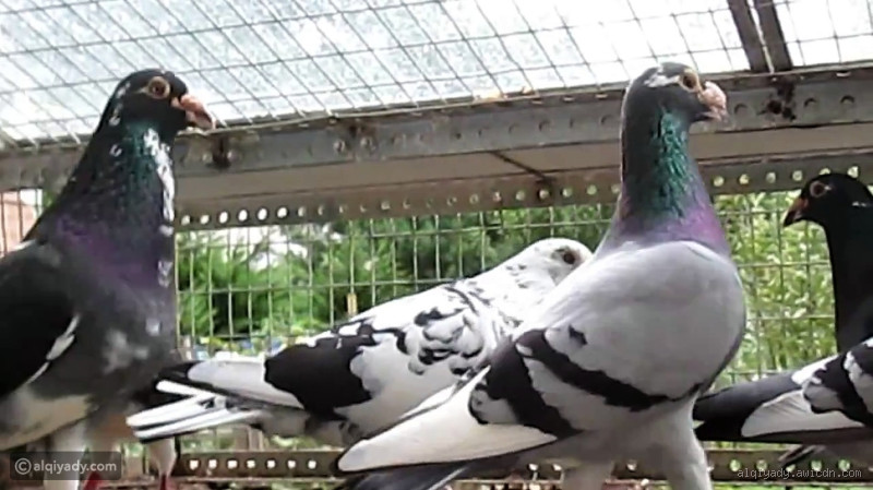 ما هي أضرار تربية الحمام؟