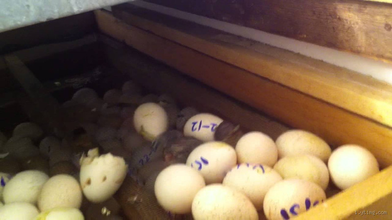 ما هي فترة حضانة بيض الحمام؟ كل ما تحتاج معرفته