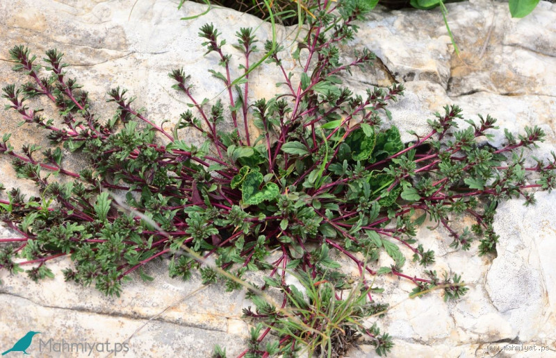 ما هي العشبة التي تميع الدم؟ اكتشف فوائدها وأضرارها!