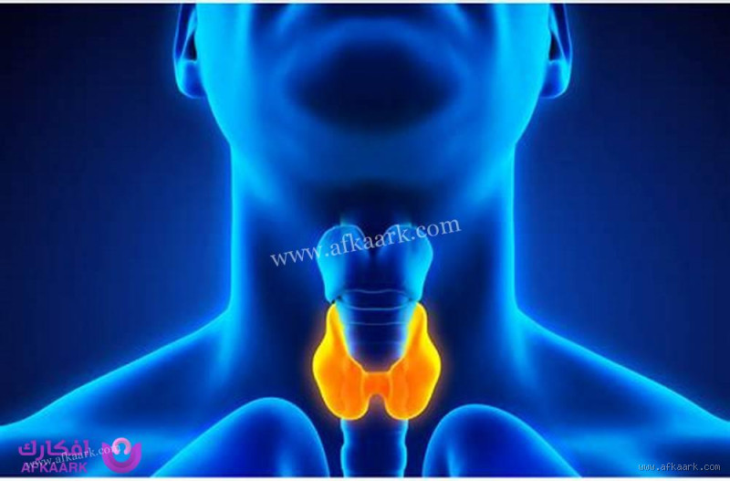 ما هي الغدة المسؤولة عن نقص الوزن؟ كل ما يجب معرفته!