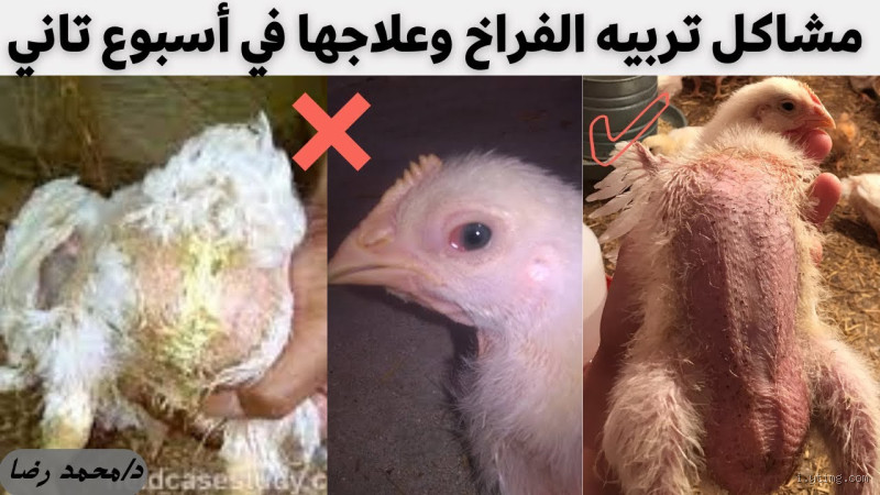 ما هي مشاكل الفراخ البيضاء؟ تعرف على الأسباب والحلول