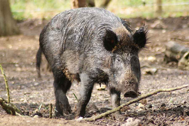 ما معنى خنزير بري؟ كل ما تحتاج معرفته عن هذا الحيوان