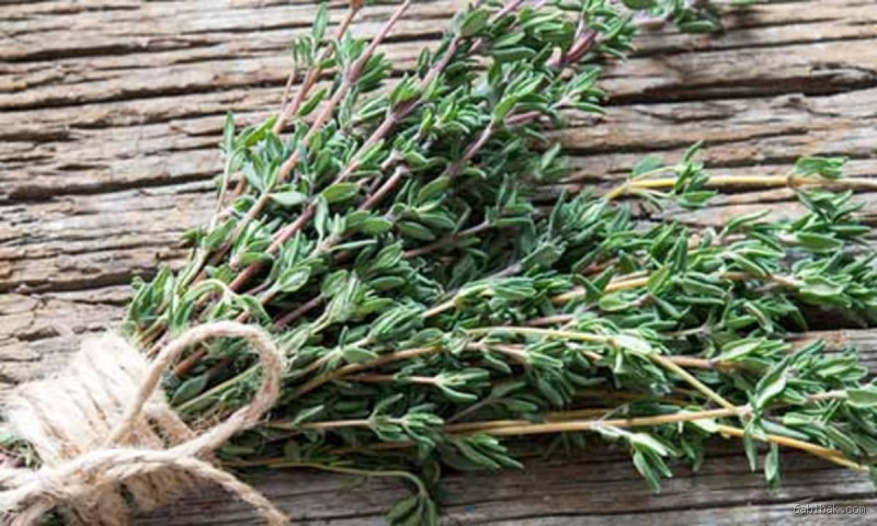 ماذا يعالج الزعتر؟ اكتشف فوائده الصحية الرائعة