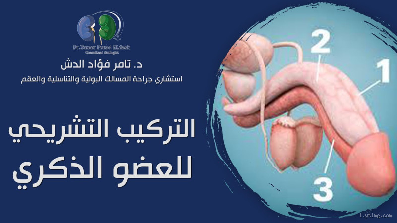 ماذا يحدث للعضو الذكري عند ممارسة الرياضة؟ اكتشف التأثيرات الحقيقية