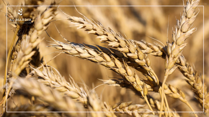 من الذي يورد القمح؟ كل ما تحتاج معرفته