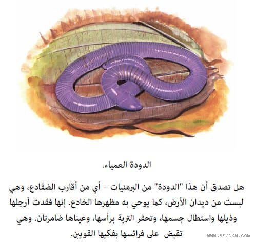 من ماذا يأتي الدود؟ كل ما تحتاج معرفته عن هذه الكائنات