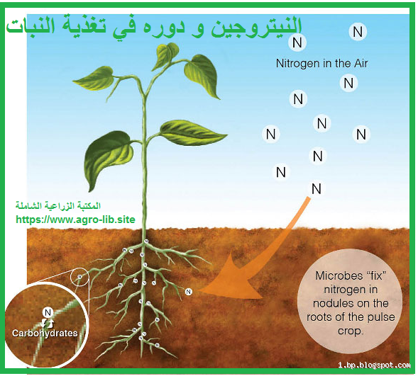 من أين يحصل النبات على الماء؟ أسرار التغذية النباتية