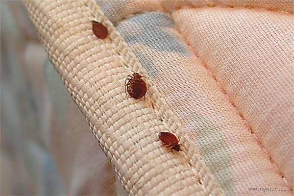 كيف يتم القضاء على بق الفراش نهائياً وبلا عودة؟